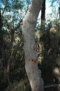 dsc_0436.jpg