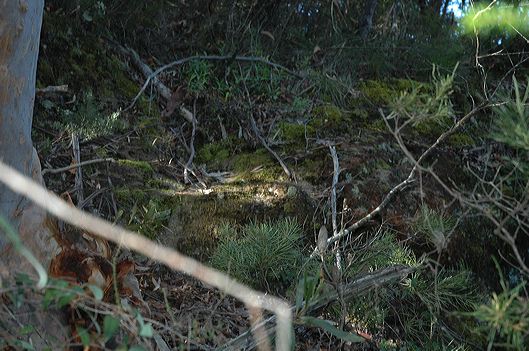dsc_0445.jpg