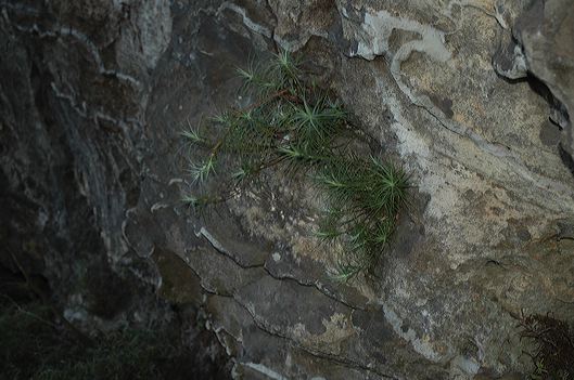 dsc_0492.jpg