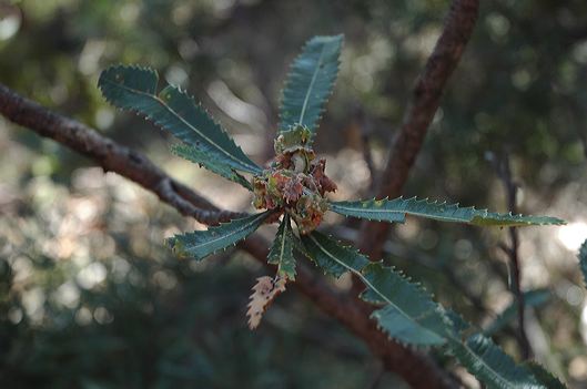 dsc_0545.jpg